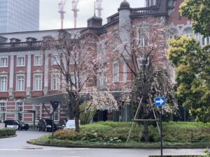 Tokyo station, cherry blossoms